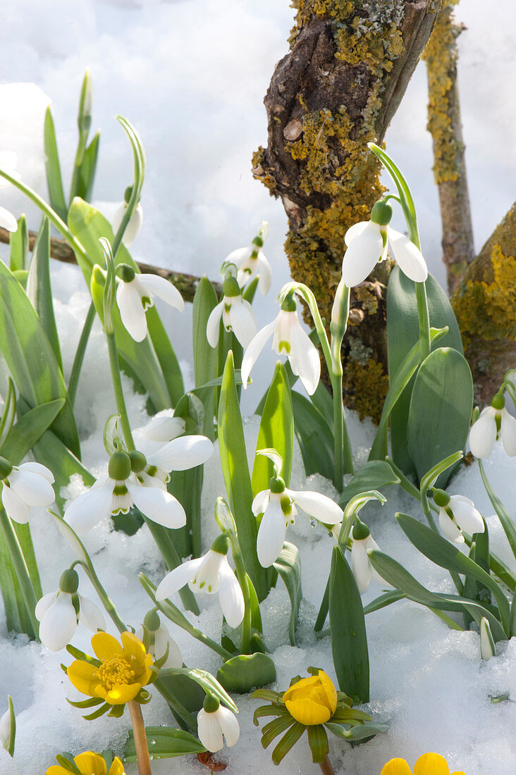 Winter aconites and snowdrops in the snow