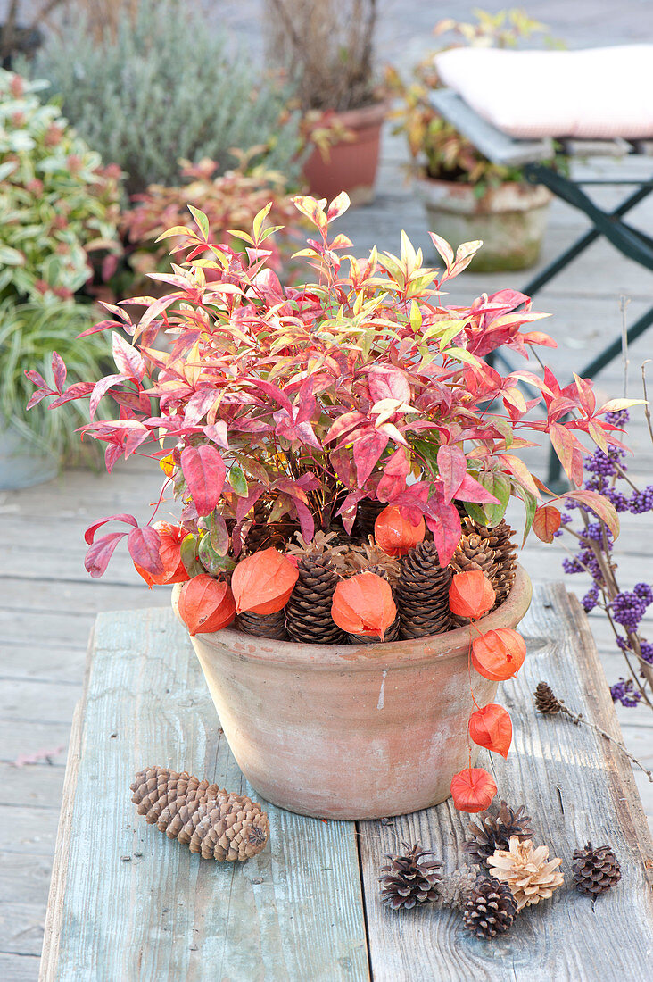 Leucothoe walteri decorated with cones