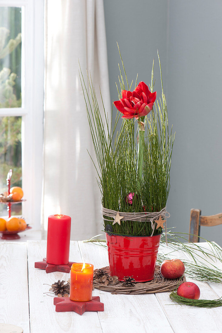 Hippeastrum 'Cherry Nymph' (Amaryllis) with Cytisus branches