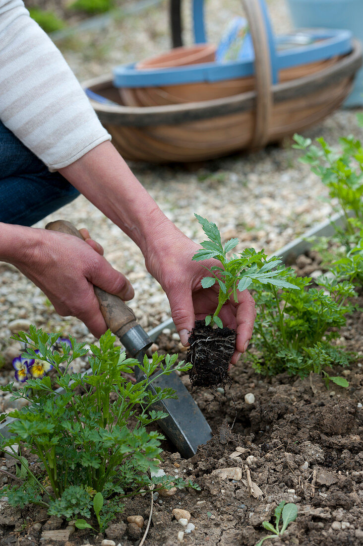 Plant young Tagetes (marigold) plants in beet