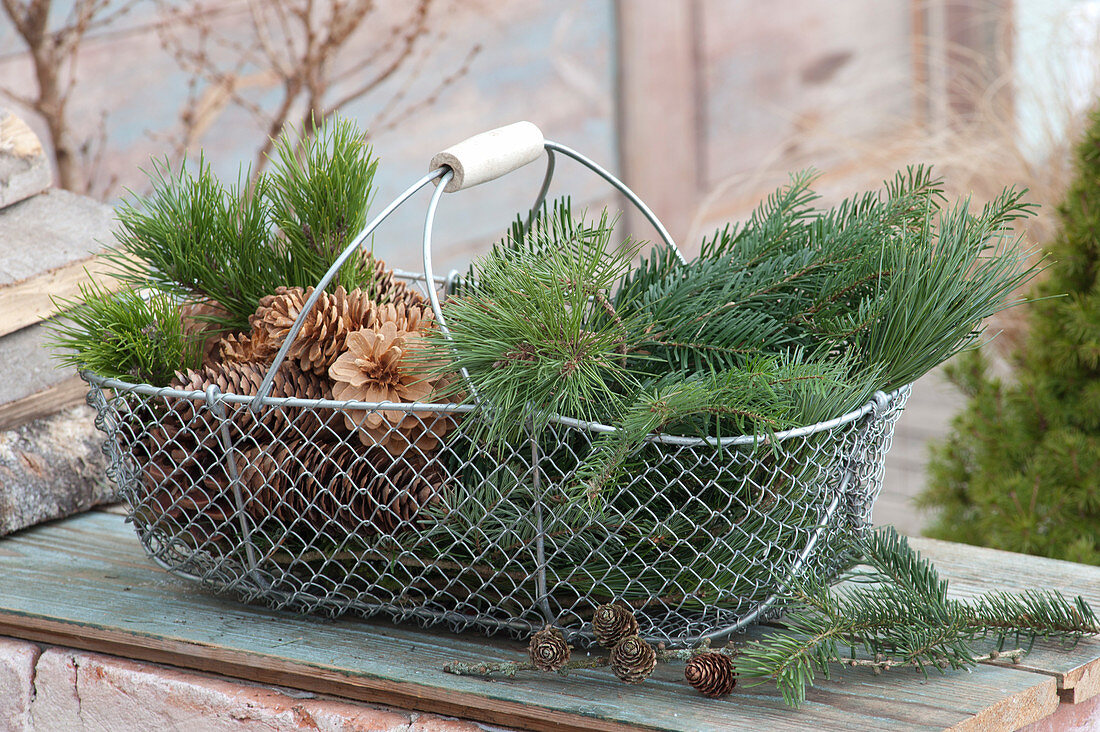 Drahtkorb mit Zweigen von Pinus ( Kiefer ), Abies ( Tanne ) und Zapfen