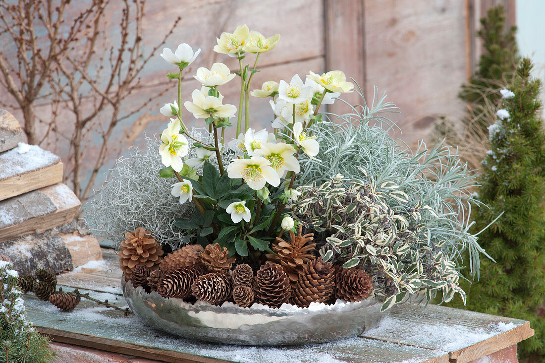 Helleborus niger ( Christrose ), Salvia officinalis 'Tricolor' ( Bunter Salbei