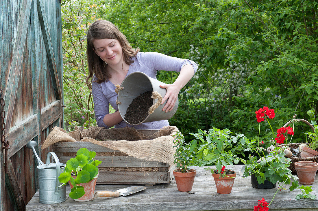 Plant old wine box with summer flowers and tomato