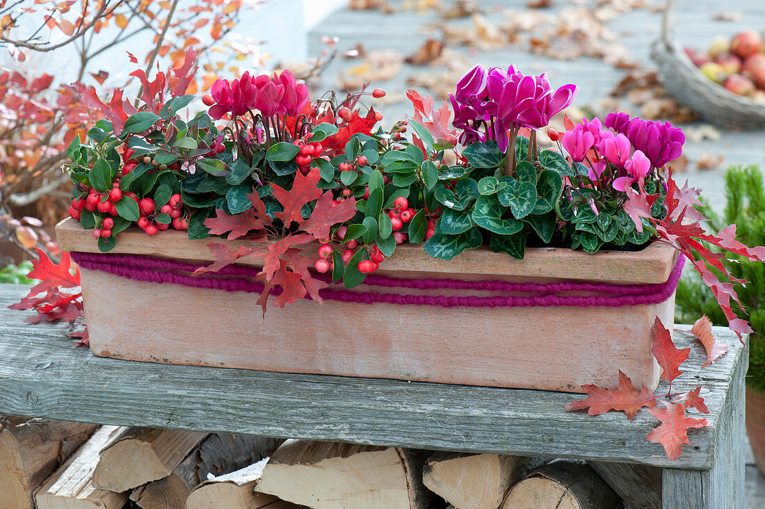 Cyclamen persicum (cyclamen) and Gaultheria procumbens