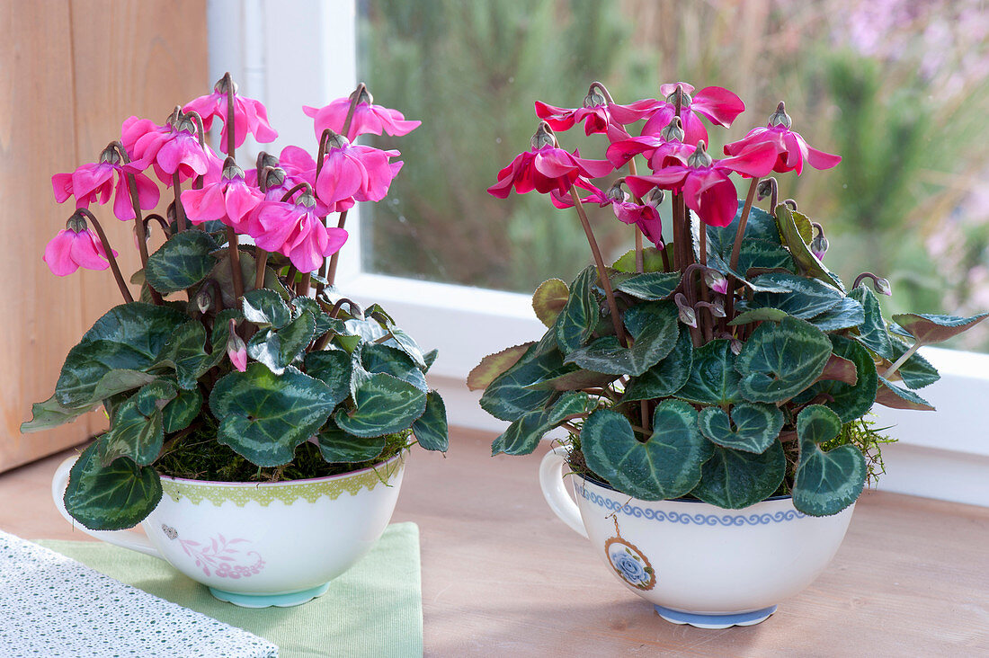 Cyclamen persicum 'Fleur en Vogue'