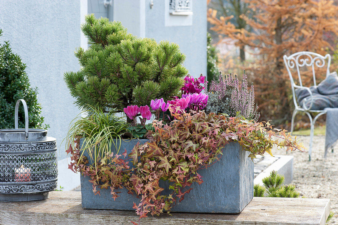 Gray box with autumn plant Pinus mugo mughus