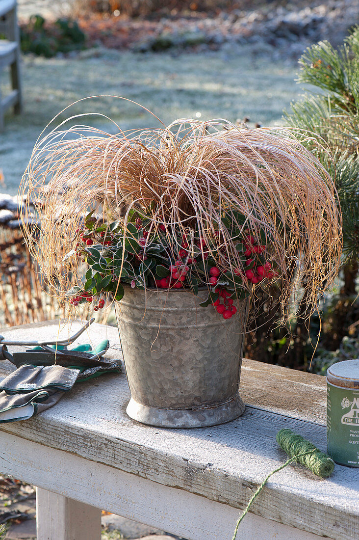 Carex albula 'Frosted Curls' (sedge) and Gaultheria procumbens