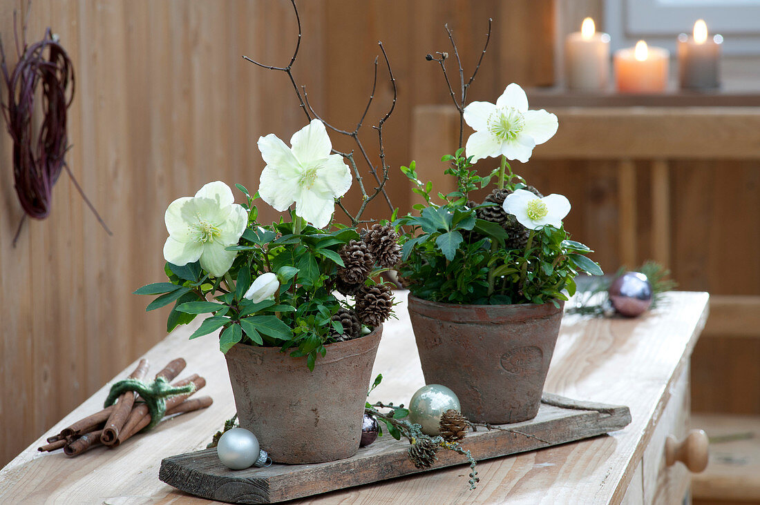 Helleborus niger ( Christrosen ) in Terracottatoepfen auf Holzbrett