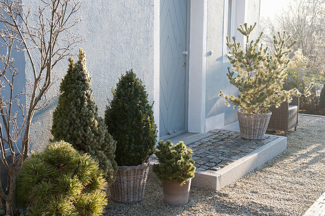 Arrangement with evergreen trees at the entrance