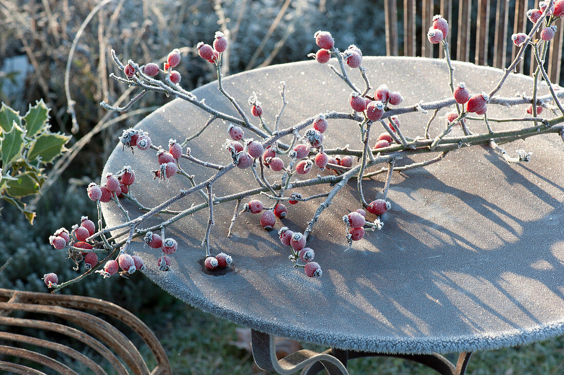 Frozen branch with rose (rosehip) on rusty table
