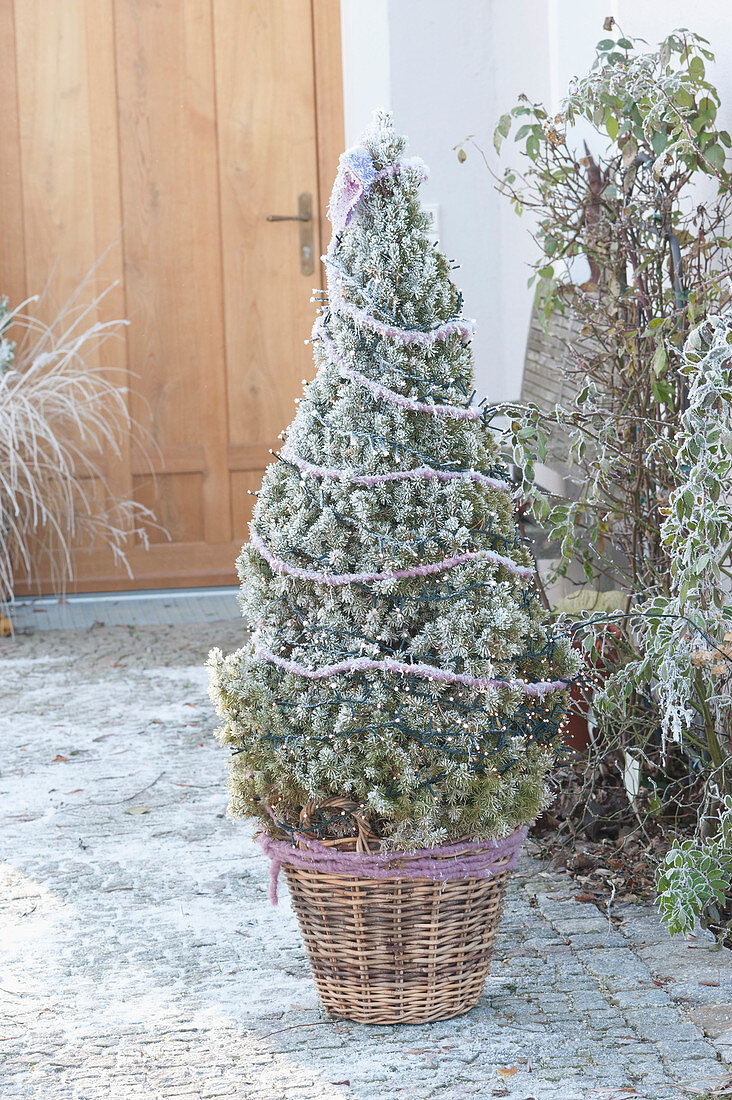 Picea glauca 'Conica' (Sugarloaf spruce) as a Christmas tree