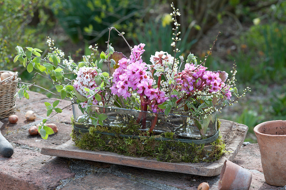Frühlings-Gesteck in Glas-Jardiniere mit Moos :  Blüten von Bergenia