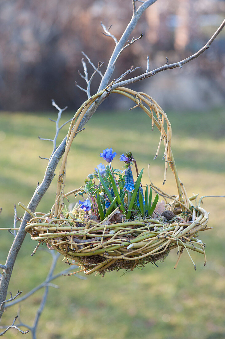 Hängendes Korb-Nest aus aus Zweigen von Cornus stolonifera 'Flaviramea'