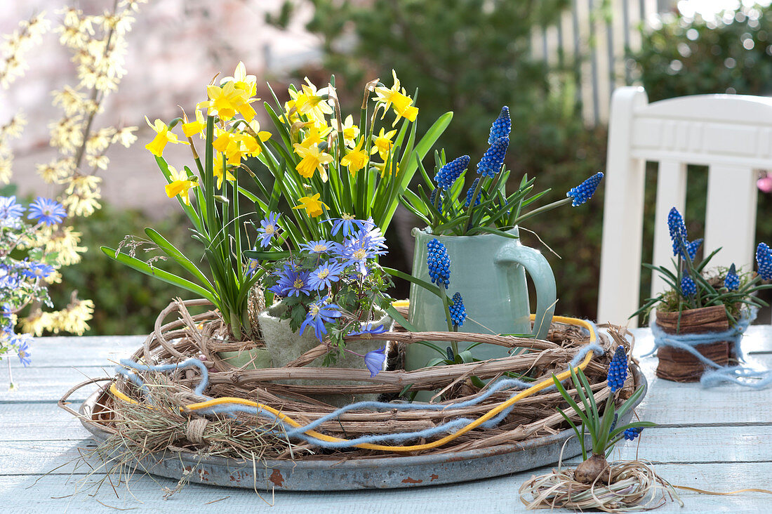 Narcissus 'Tete A Tete', Anemone blanda