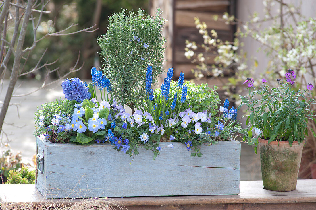 Rosemary stems, muscari, viola