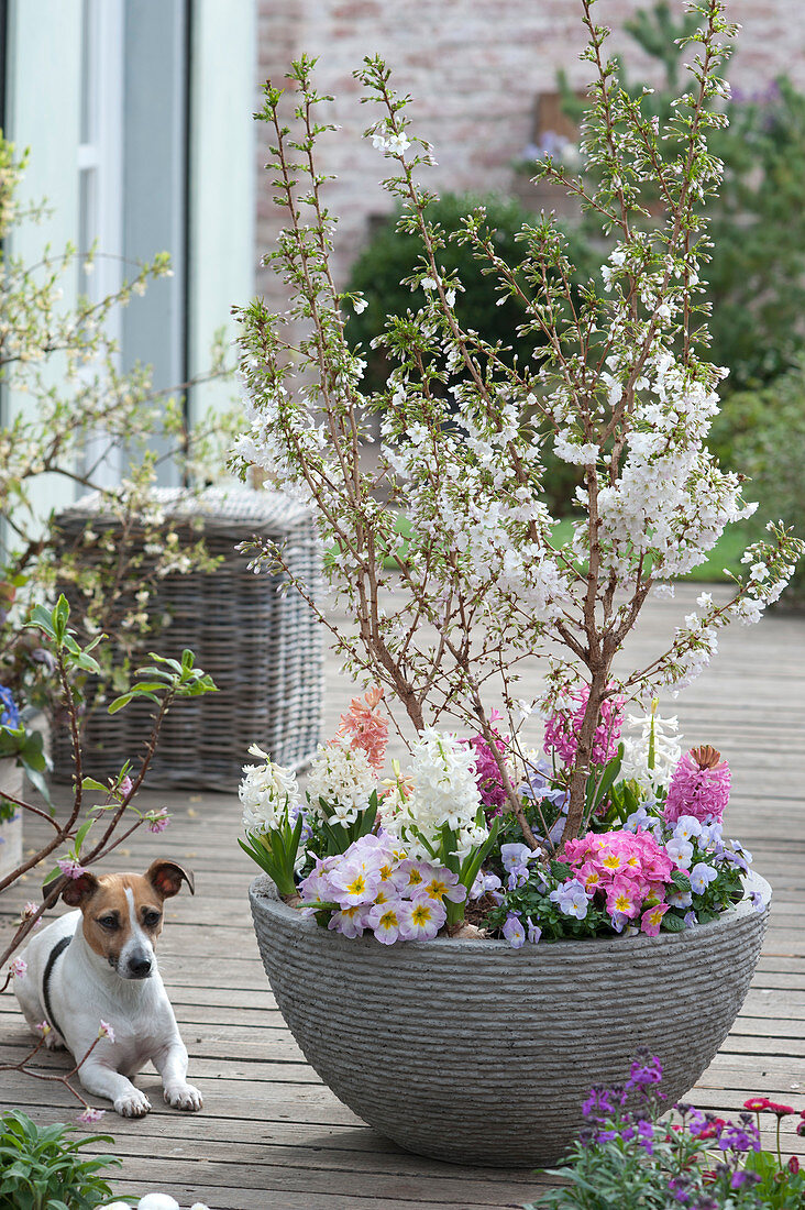 Prunus incisa 'Kojou-No-Mai' planted