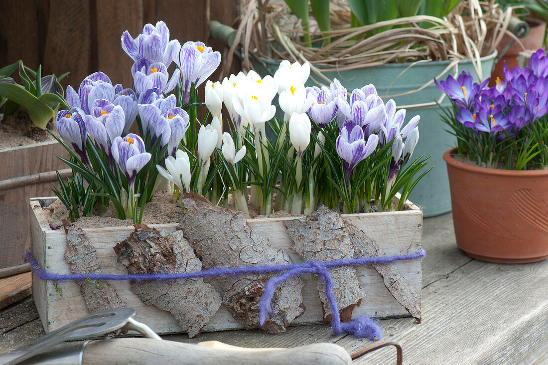 Crocus vernus 'Striped Beauty' 'Jeanne d'Arc' ( Krokusse ) im Holzkasten