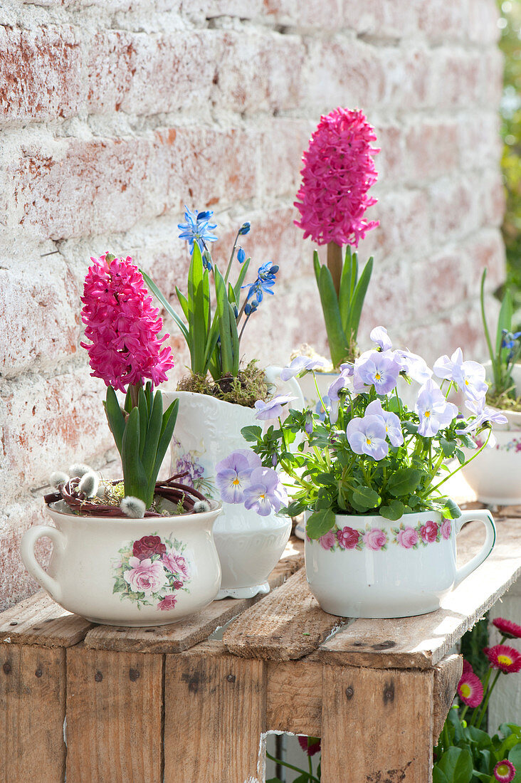 Hyacinthus 'Jan Bos' (hyacinth), Viola cornuta 'Lavender Blush'