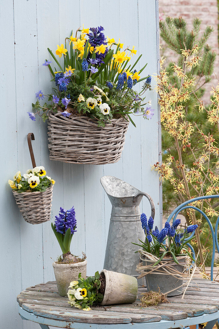 Wall Baskets with Narcissus 'Tete A Tete' (Daffodil), Hyacinthus