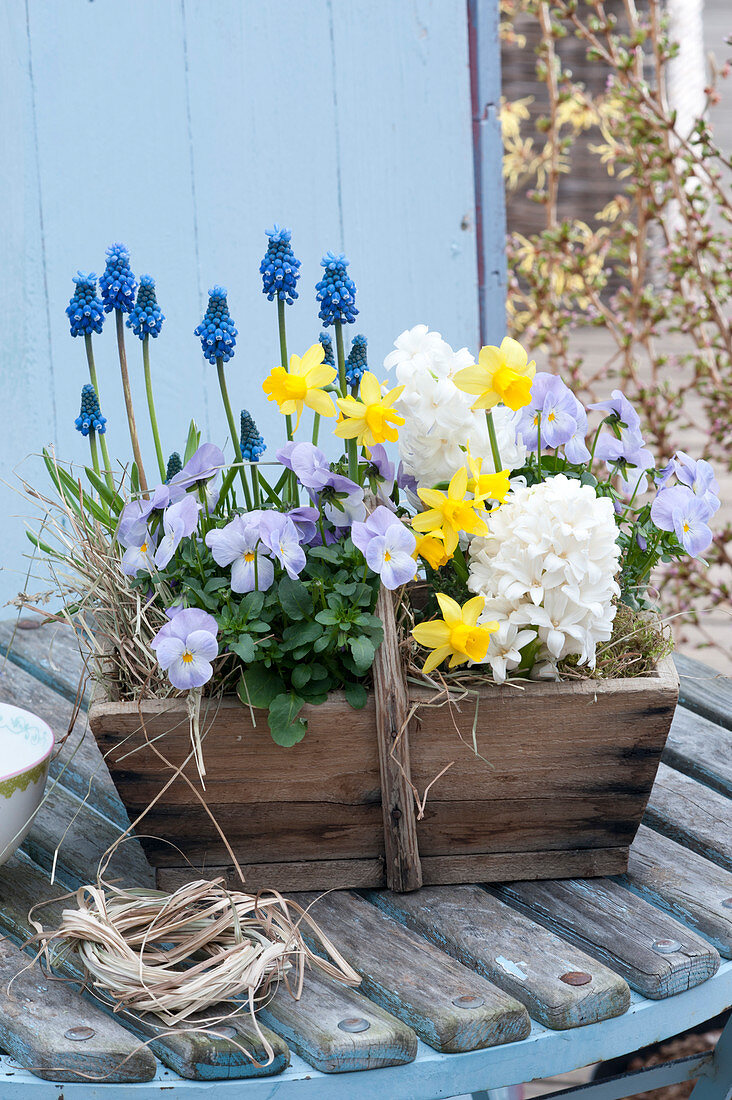 Hyacinthus 'White Pearl' ( Hyazinthen ), Viola cornuta Rocky 'Lavender Blush'