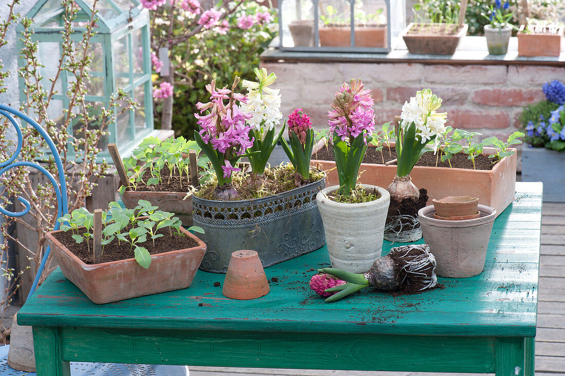 Hyacinthus 'Pink Pearl', 'White Pearl', and boxes of seedlings