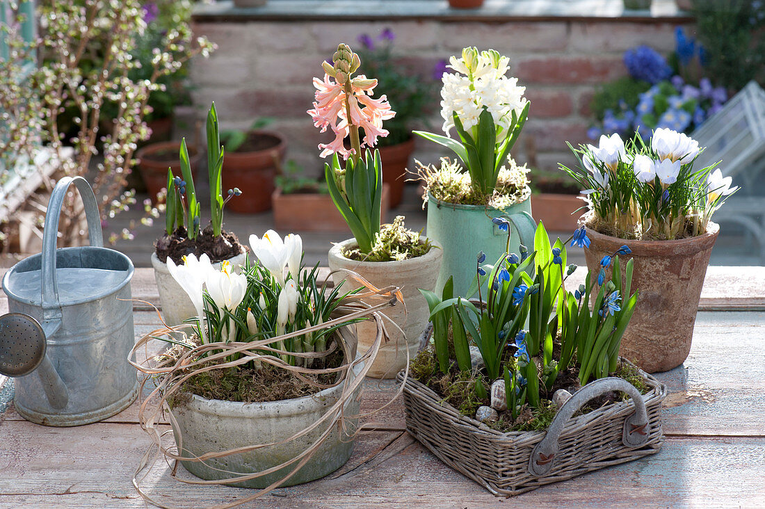 Pot arrangement with Crocus vernus 'Jeanne D'Arc', C. Chrysanthus 'Blue Pearl'