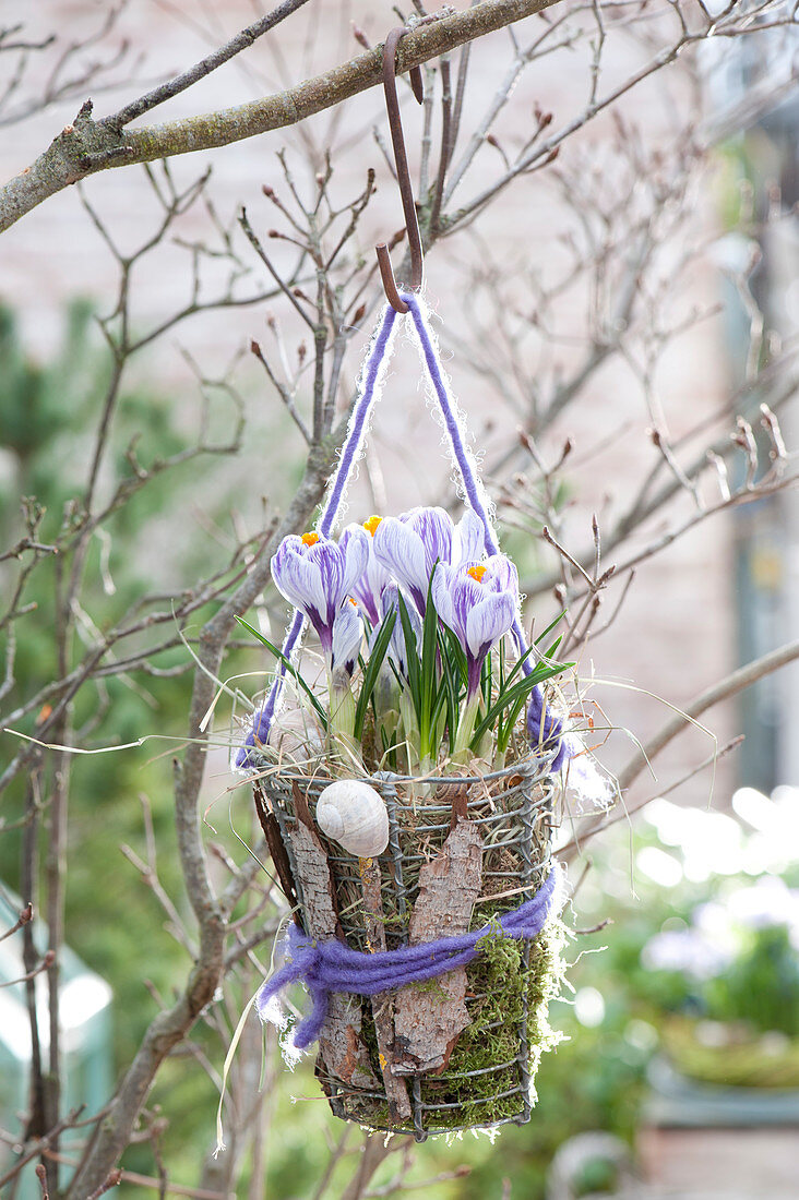Crocus vernus 'Striped Beauty' in wire basket with moss