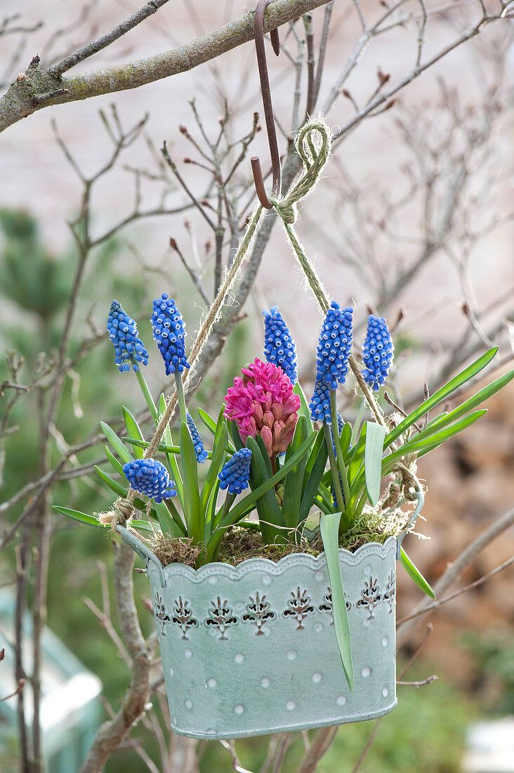 Muscari Aucheri (Grape Hyacinth) and Hyacinthus 'Jan Bos'