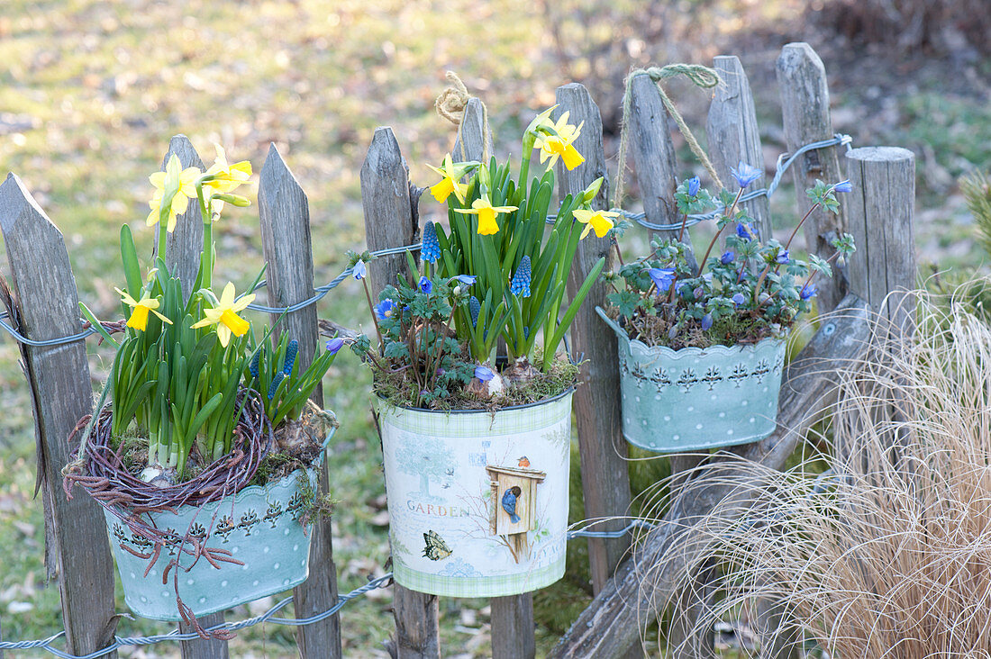 Tin plates with Narcissus 'Tete A Tete' (Narcissus), Muscari