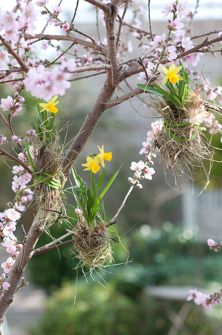 Narcissus 'Tete A Tete' (Narcissus), onions wrapped in hay