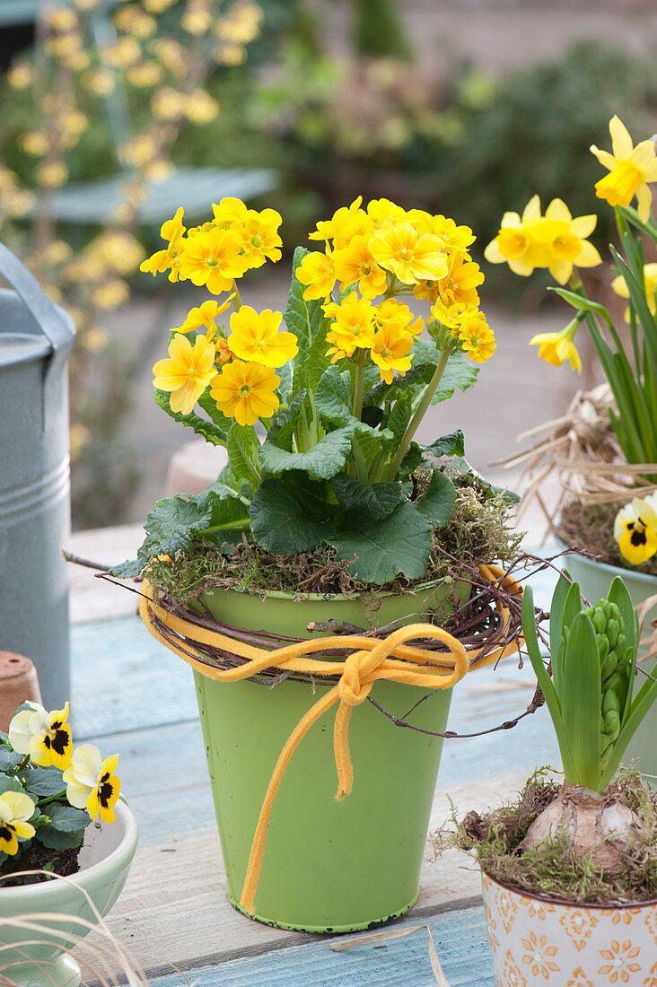 Primula elatior Crescendo 'Yellow' ( Primel ) mit Filzschnur und Zweigen