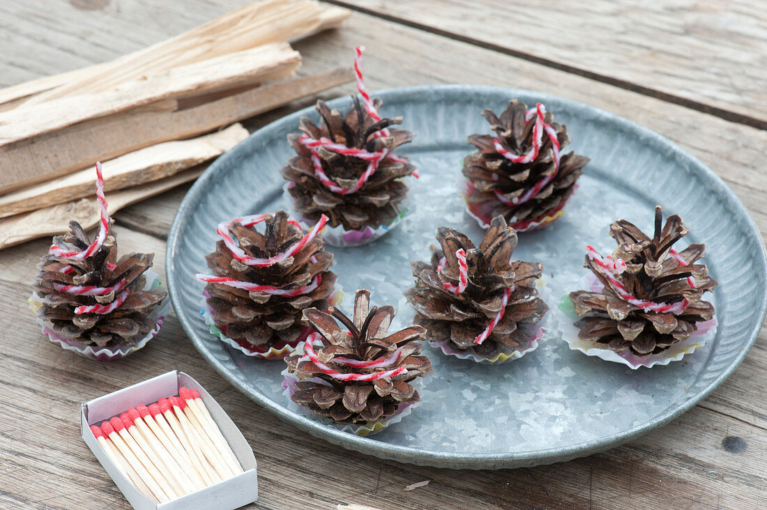 Homemade lighters for fireplace and grill from cones of Picea