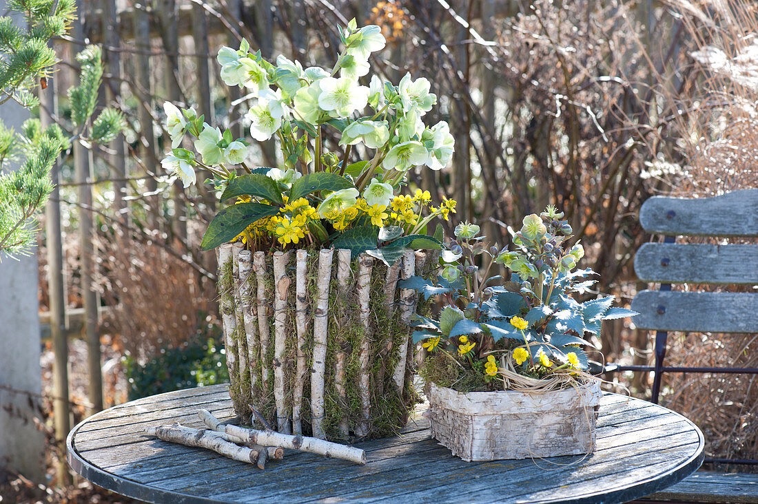 Helleborus (Christmas rose) and Eranthis (winter aconite) in the birch pot