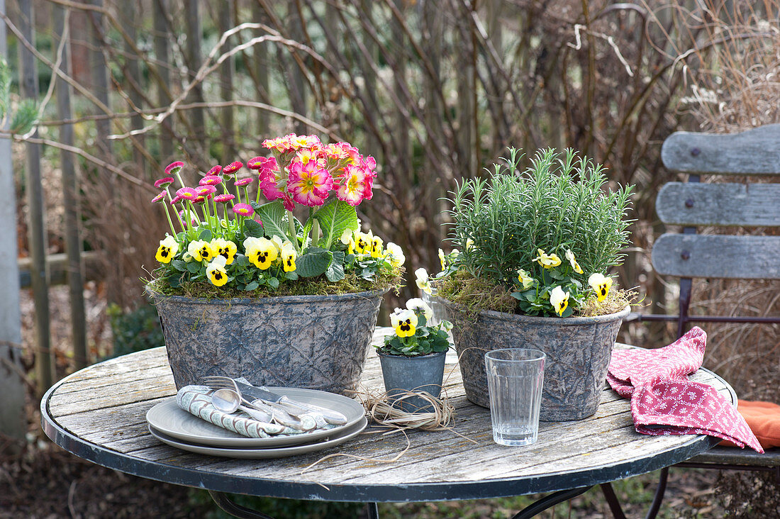 Jardinieren mit Primula Inara ( Stängel-Primel ), Viola cornuta