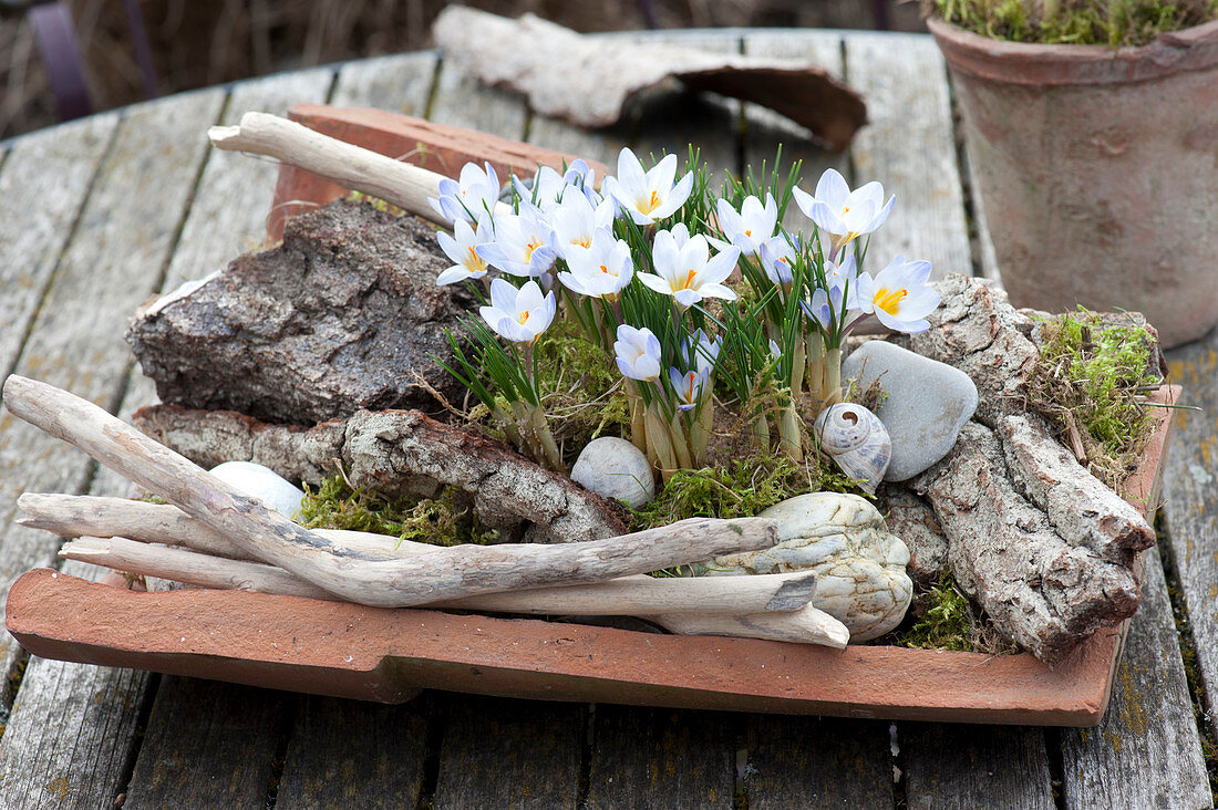 Crocus chrysanthus 'Blue Pearl' (small crocus) with bark