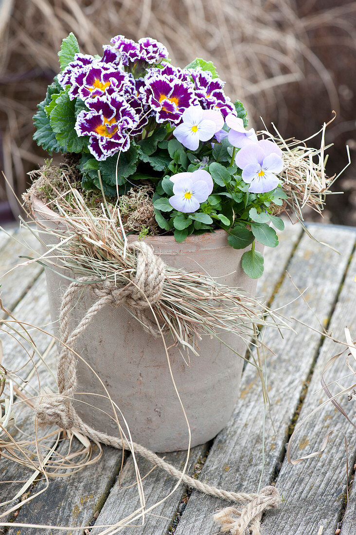 Primula 'Scirocco' ( Primel ) und Viola cornuta ( Hornveilchen )