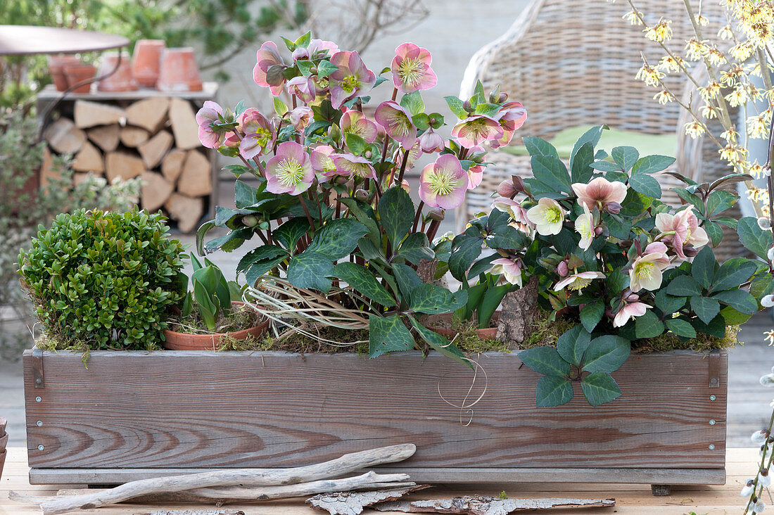 Helleborus orientalis ( Lenzrose ) und Helleborus niger ( Christrose )