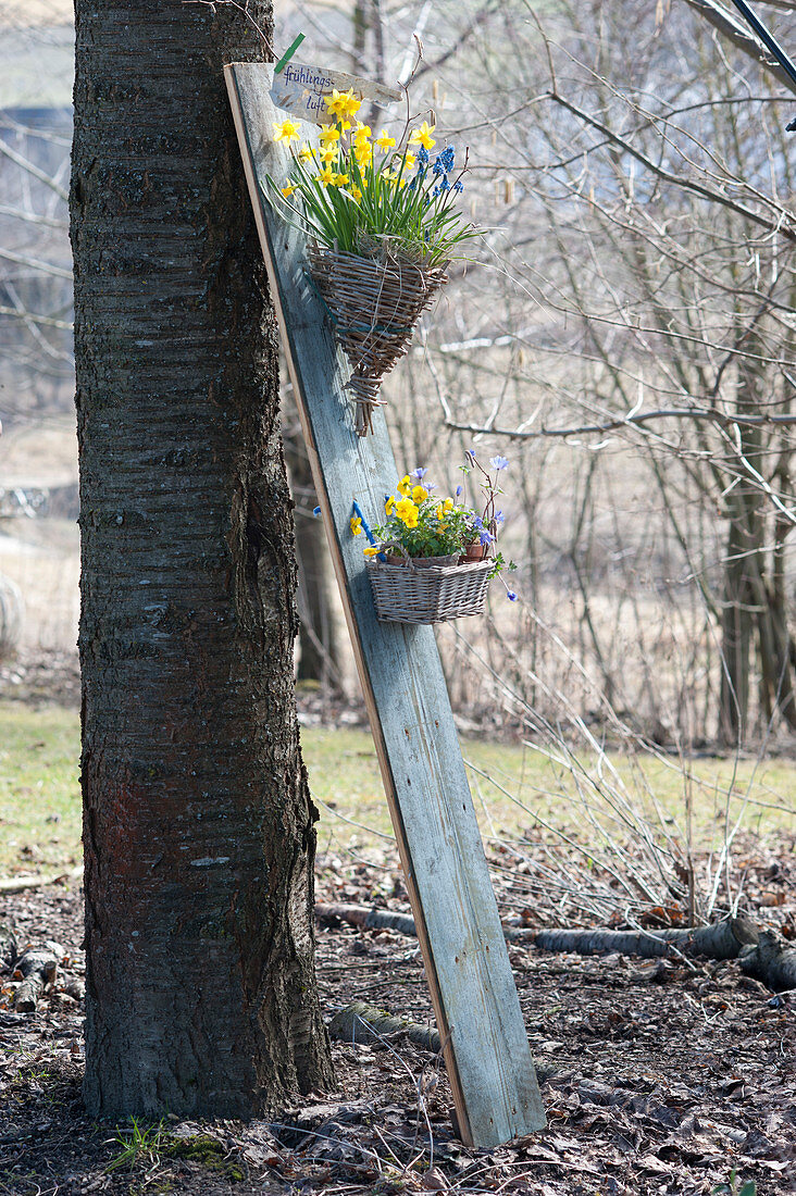 Baskets with Narcissus 'Tete A Tete', Muscari