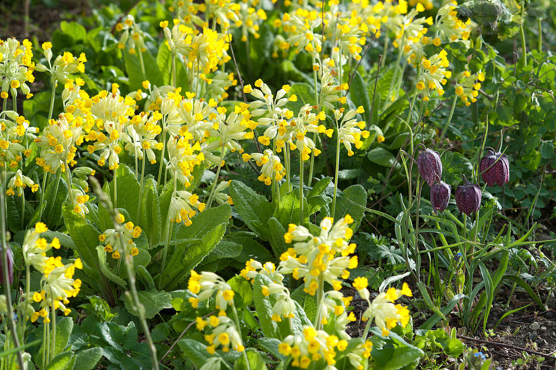 Primula veris and Fritillaria meleagris