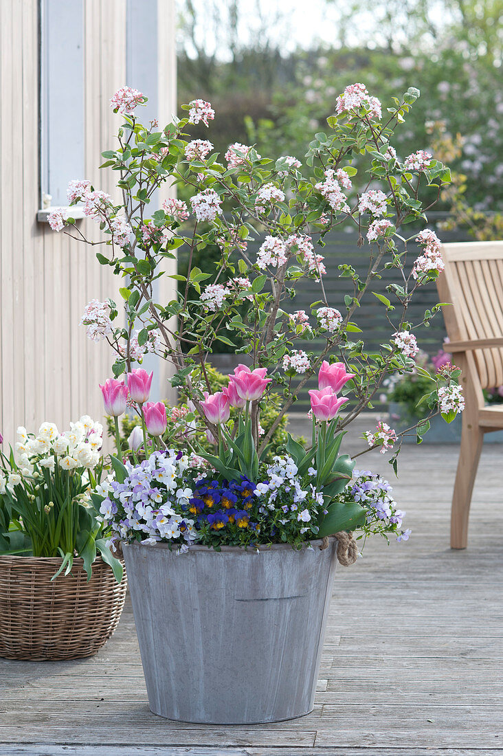 Viburnum carlesii 'Juddii', Tulipa 'Akela'