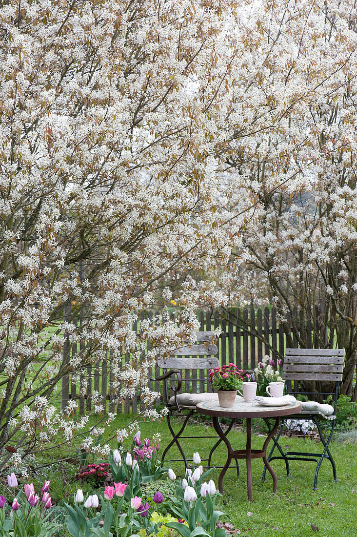 Small seating area on the lawn on the flowerbed with Amelanchier