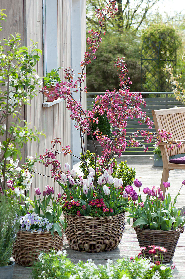 Malus 'Liset', Tulipa 'Shirley', 'Purple Prince', 'Claudia'