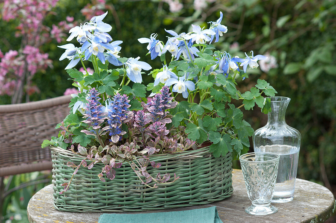 Basket with Aquilegia flabellata and Ajuga reptanss