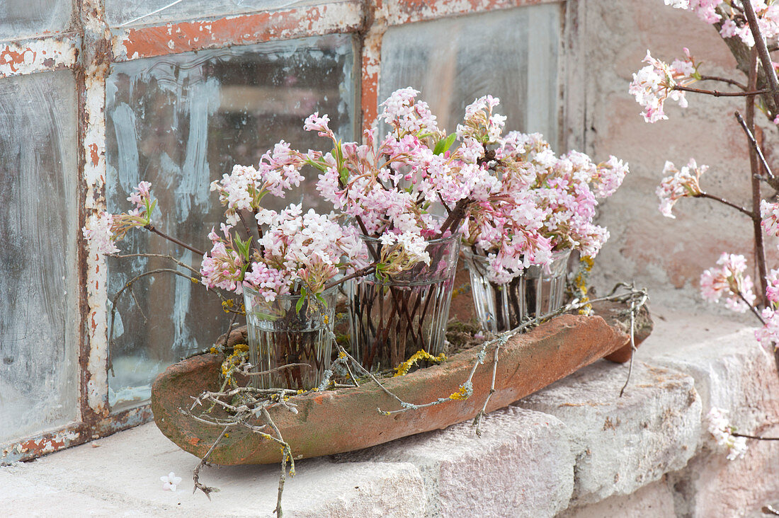 Small bouquets of Viburnum bodnantense 'Dawn' (winter snowball,