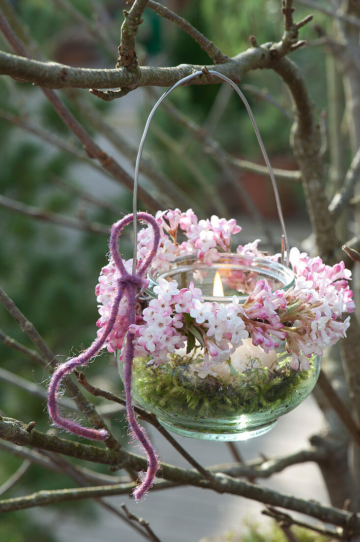 Preserving jar as a lantern with viburnum Bodnantense 'Dawn'