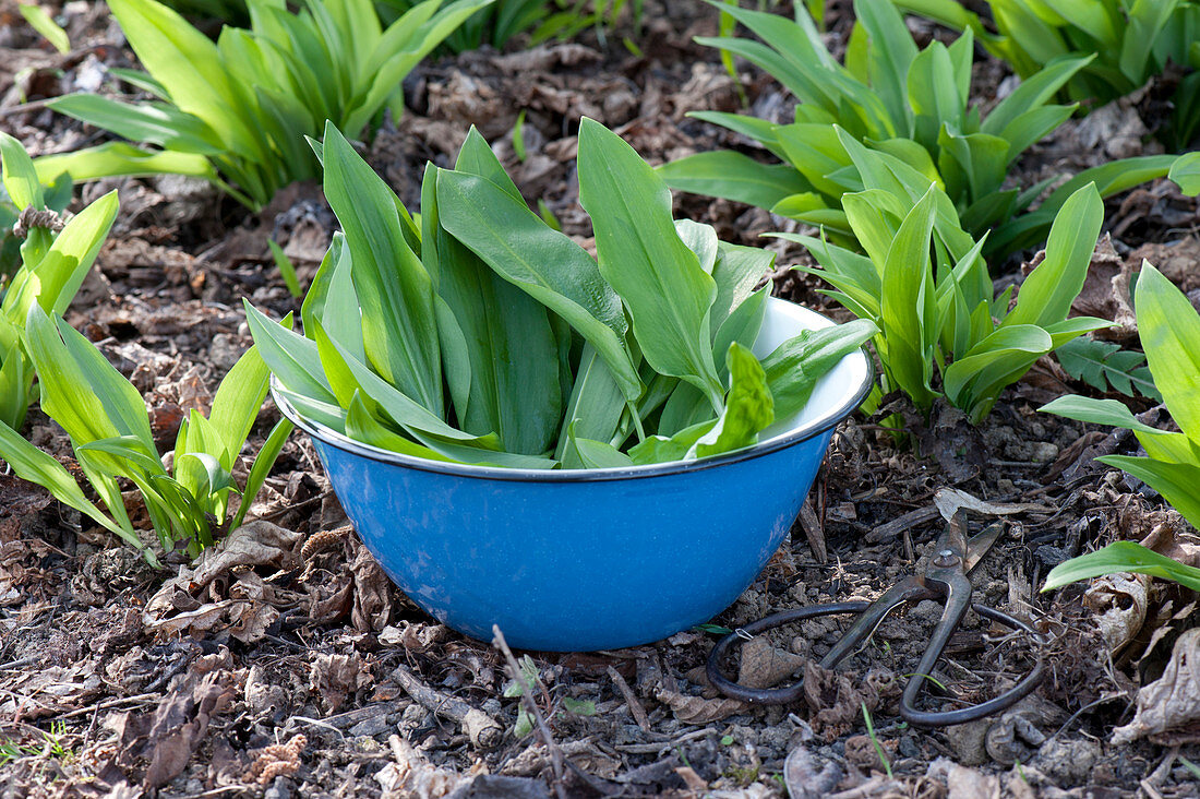 Spring cure with fresh herbs-Allium ursinum, harvest