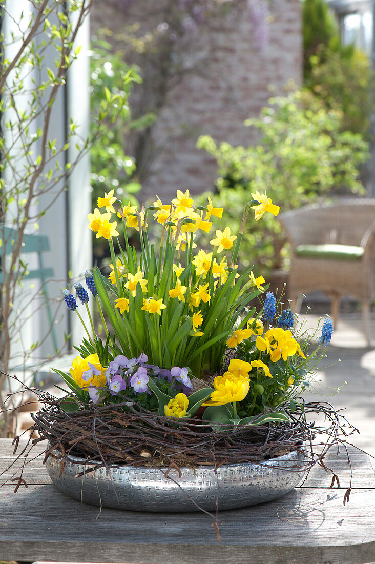 Narcissus 'Tete A Tete', Tulipa 'Calimero', Viola