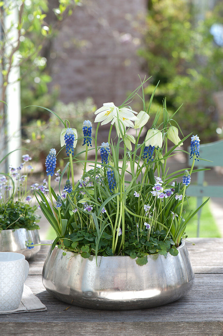 Fritillaria meleagris 'Alba' ( Schachbrettblume ), Muscari aucheri 'Mount Hood'