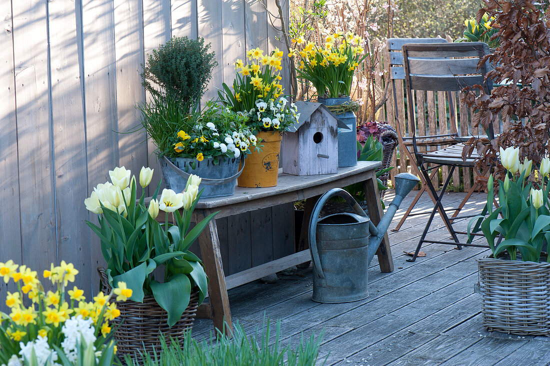 Spring terrace with Narcissus 'Tete a Tete', Tulipa 'Purissima'