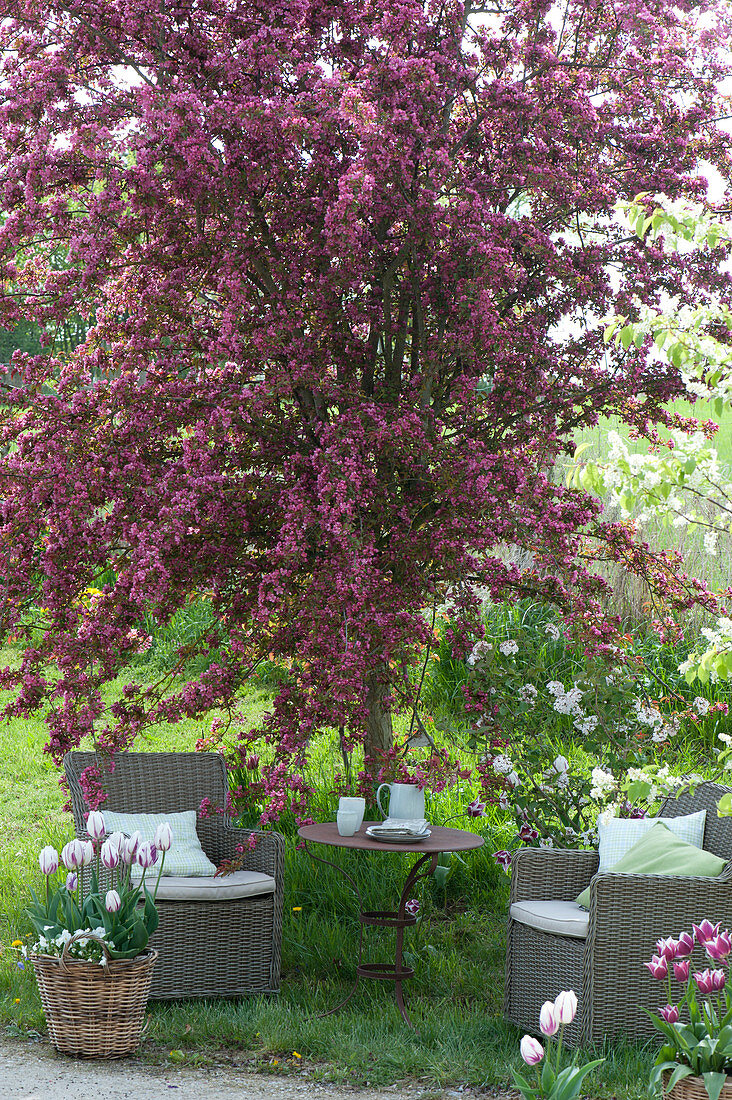 Gemütlicher Sitzplatz unter Malus 'Profusion' ( Zierapfel ), Körbe